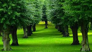 tree.jpg
