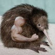 Kiwi