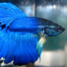 Blue Betta